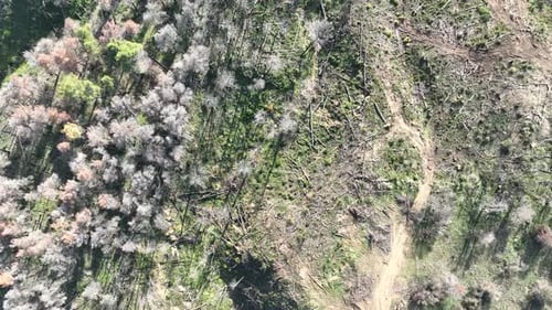 Aerial footage of a burned forest