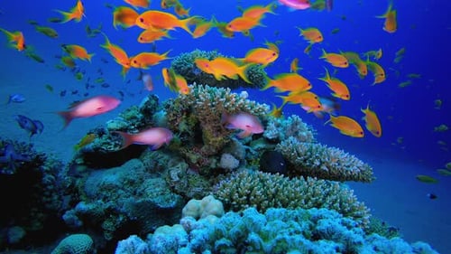 Underwater Colourful Tropical Reef Fish