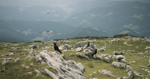 Camera tracking forwards across the mountain frightening birds to fly away and glide in the air abov