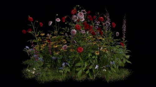 Mix Flower Field blowing in the wind Loop Animation. Alpha Channel. Loop Animation