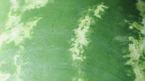 Texture, moist watermelon peel. Dolly slider extreme close-up.