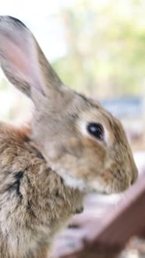 cute fluffy rabbit on the farm