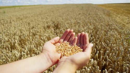 Female Hands Carefully Hold Wheat Grains on the Background of the Field