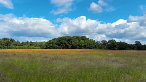open green field on summer day