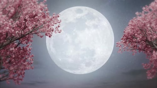 Glowing Full Moon and Pink Cherry Blossoms Night Scene