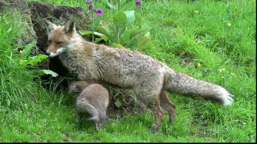 Red Fox, vulpes vulpes, Female and Cub standing at the Den Entrance, Normandy in France, Real Time