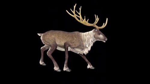 Reindeer Call Idle