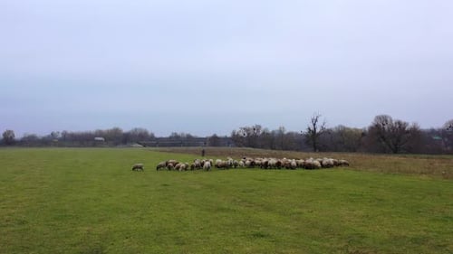 Sheep walk on pasture. Herd of sheep grazing grass on the field. Group of sheep on gloomy landscape.