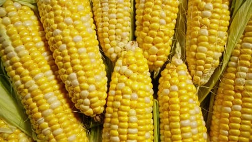 Fresh Yellow Sweet Corn From Farm Rotating Top View Healthy Vegetarian Food