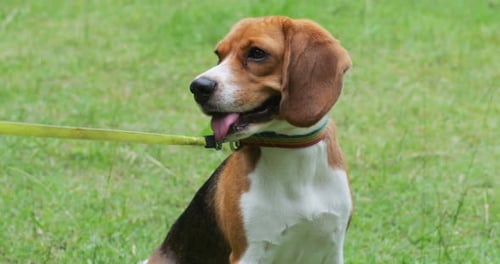 Front Shot of a Cute Beagle Puppy on a Rainbow Leash Sits on a Green Grass Lawn in a Park