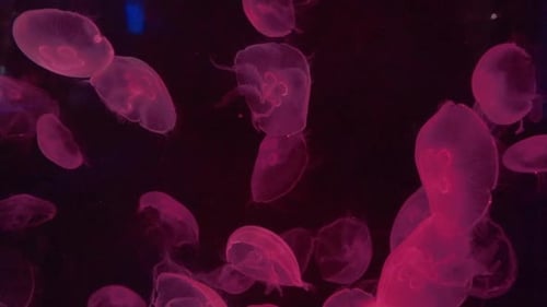 Aquarium fish tank with jellyfish in the water illuminated with colored lights. Puebla, Mexico.