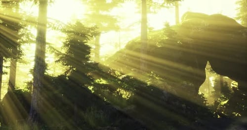 Golden Sunlight Streaming Through Tall Trees in a Serene Forest Setting