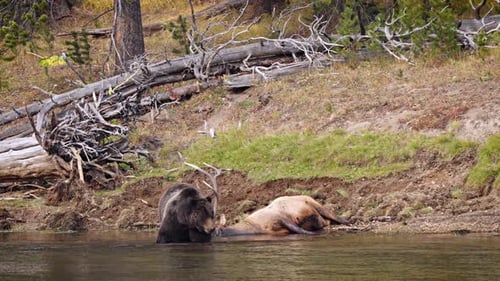 Grizzly Bear with a recently killed elk in Yellowstone National Park