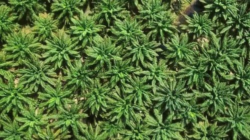 Flight Over Plantation of Palm Trees in Thailand