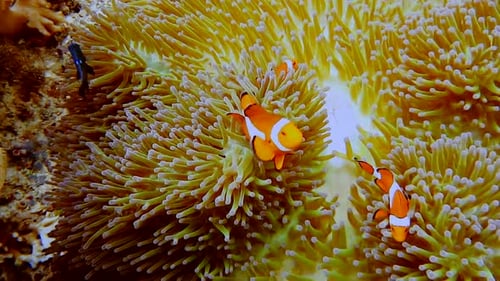 Famille de faux poissons-clowns connue sous le nom de poisson némo sur une anémone rose-verte