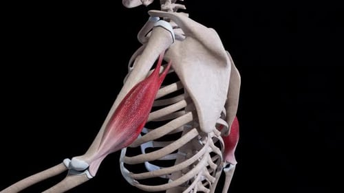 Triceps Muscle Movement