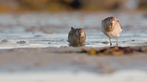 Dois pássaros marinhos (Calidris pugnax) vadeando em águas rasas