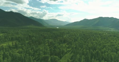 Aerial View Low Flight Above Evergreen Pine Tree Landscape with Endless Mountain Forest at Sunny