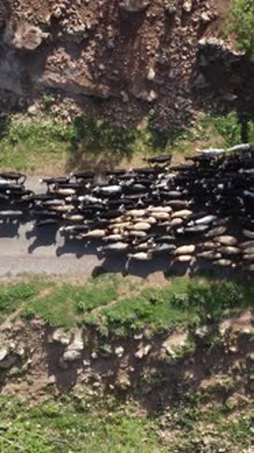 Goat Herders Moving Along Narrow Road