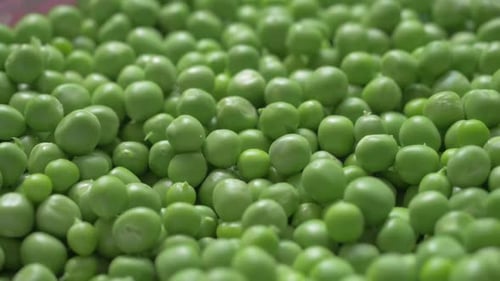 Smooth Green Peas From New Harvest on Farm