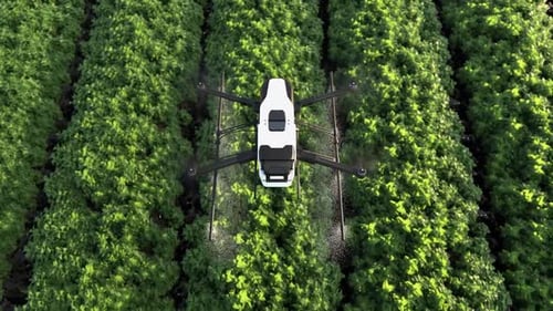 Drone Spraying Crops in a Green Field