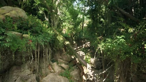 A Scenic Forest Path in Australia