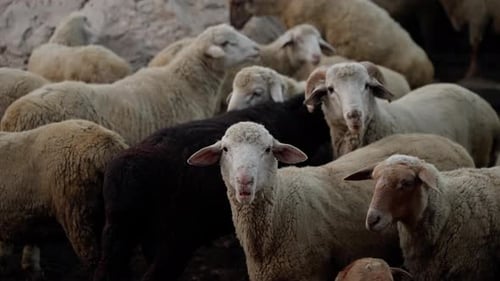 Flock of Sheep and Goats Stands in Their Pen Staring Curiously at the Camera Captured in Slow Motion
