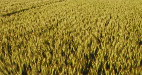 Aerial shot of a yellow field of wheat