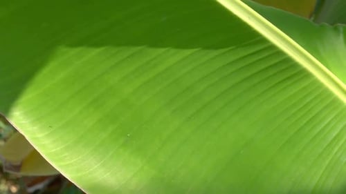 Sommer-Bananenblatt aus nächster Nähe