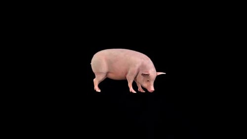 Realistic 3D Animated Pig Walking Loop