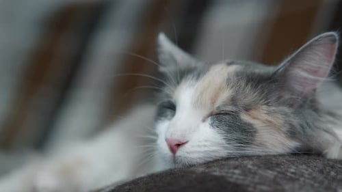 Home Haustiere mit geschlossenen Augen