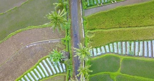 Overhead drone shot of people are riding motorbikes on the road in the middle of rice fields - Indon