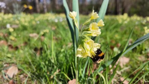 Detailed Slow Motion: Bumblebee Feeding on Cowslip Nectar.