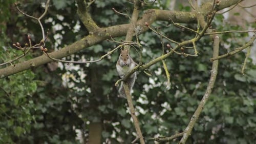 Grey Squirrel Perched On Tree Branch Eating A Nut Slow Motion Daytime Windy Borehamwood Hertfordshir