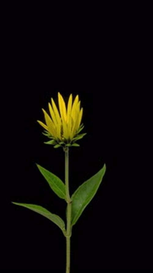 Blooming Yellow Flower Time-Lapse Against Black Background
