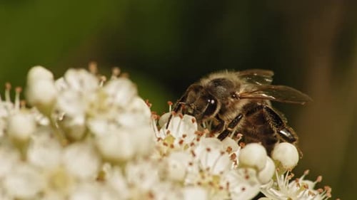 Macro Shot Of Common Honey Bee (Apis Mellifera) Busy Collecting Pollen From Fragrant Viburnum Pragen