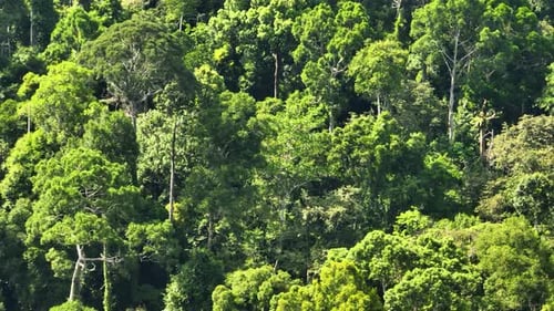 Dschungel und Regenwald Borneo Malaysia