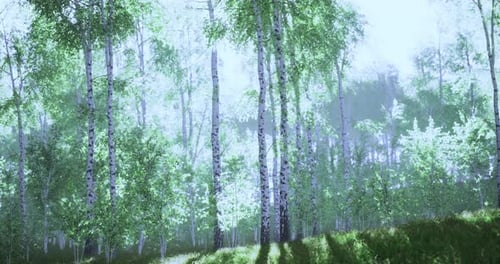 Sunlight Filters Through Vibrant Forest Foliage in a Serene Woodland Setting