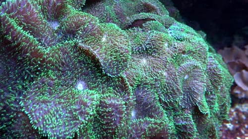 Seeanemonen im schönen Aquarium