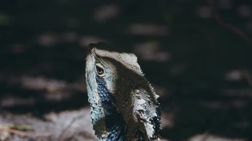 Dark Reptile Scene Dramatic Portrayal Of Concealed Lizard And Water Dragon Amid Dense Foliage