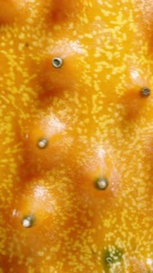 Vertical video. Close-up shot of an African orange Kiwano cucumber with its distinct prickly spines