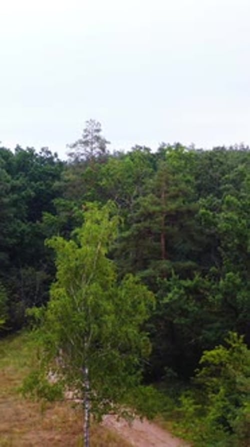 Green woods in summer. Small lawn and a path inside the forest. Natural scenery of trees