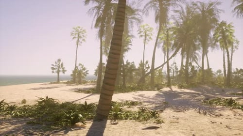 A Beach with Palm Trees and the Ocean in the Background