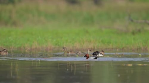 Common Pochard. (Aythya ferina) Feeding , Nature background.
