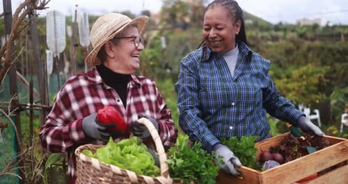 Senior multiracial women having fun together during harvest period in vegetables garden