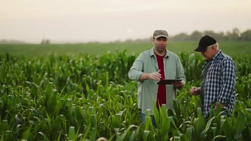Men Discuss Corn Crop with Tablet in Field