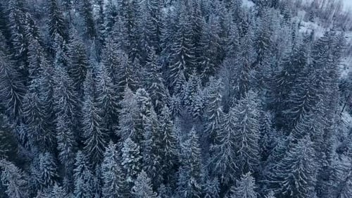 Aerial Footage of Winter Fir Tree Forest in the Mountains View From Above of Pine Trees Covered with