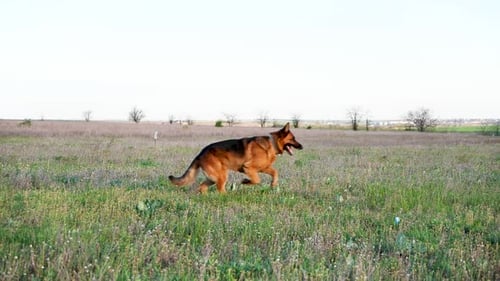 Purebred German Shepherd Dog Run in Spring Field in Slow Motion Side To The Camera. Gorgeous