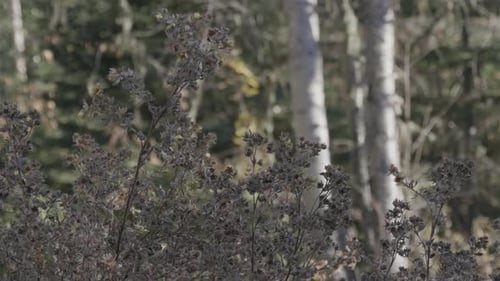 A close-up shot of a dead bush swaying softly in the breeze during the autumn season.