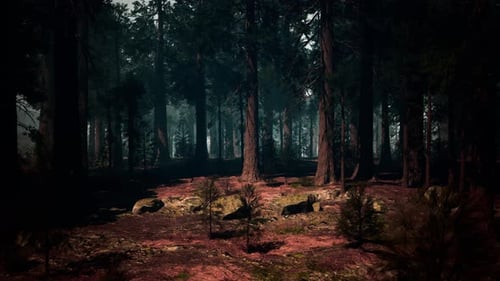 Une forêt de séquoias enchanteresse remplie d'arbres imposants, une forêt sombre